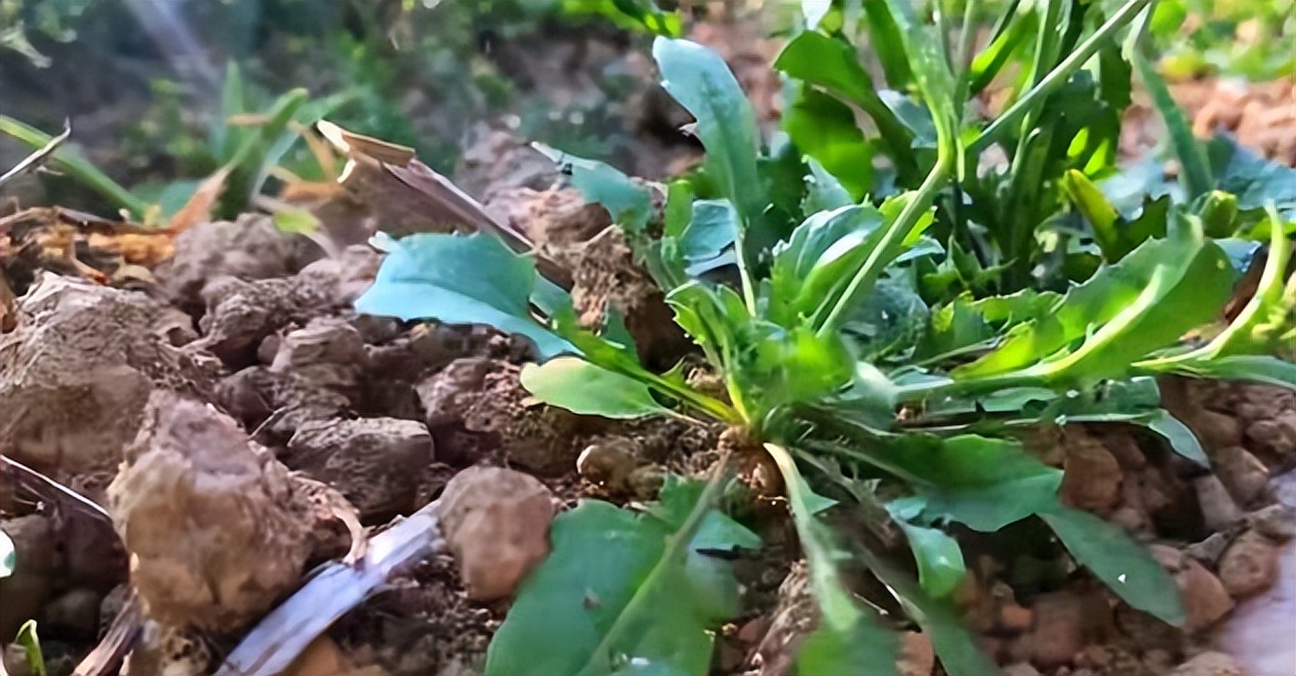 农历三月三吃荠菜煮鸡蛋不腰痛,三月三上巳节荠菜炒鸡蛋