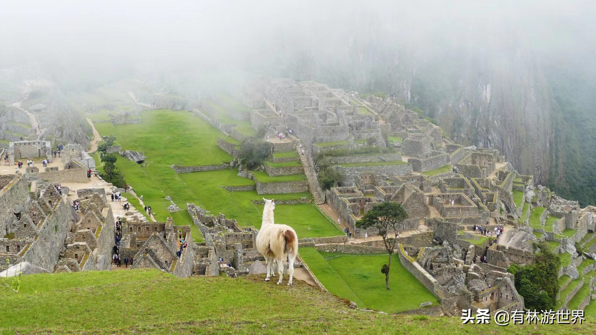 为啥报团旅游导游非要让购物,为什么导游注重自费项目