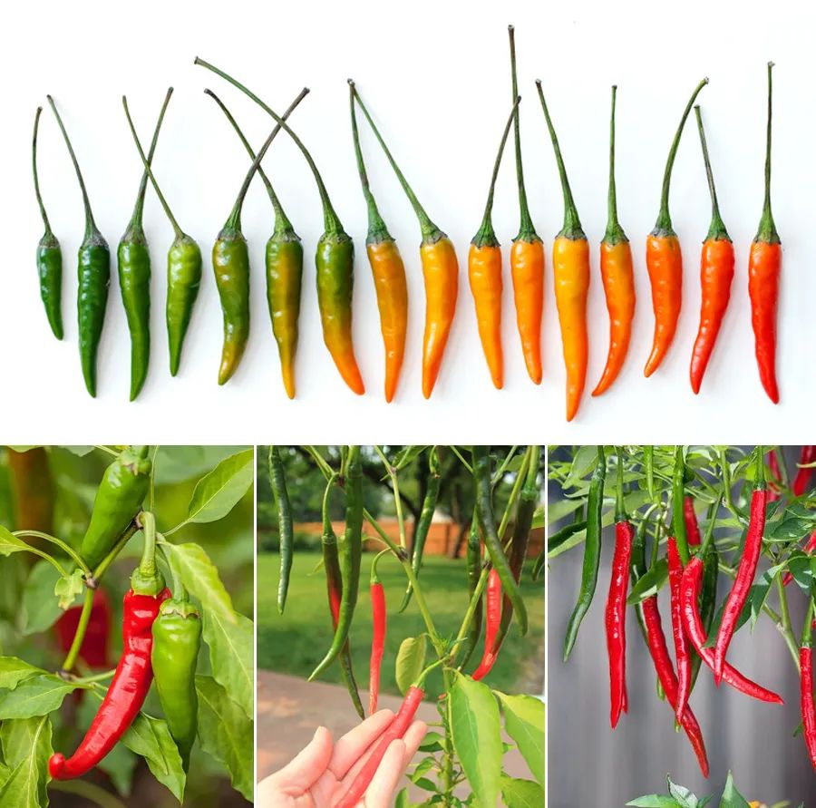 儿童油画简单又好看蜡笔画,6-12岁儿童绘画课程水粉画