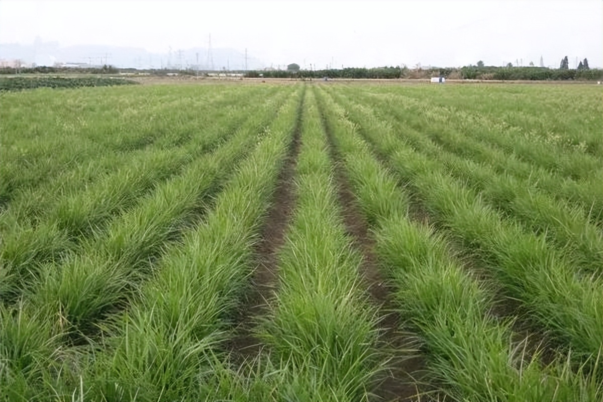高油大豆高产栽培技术,高产油豆种