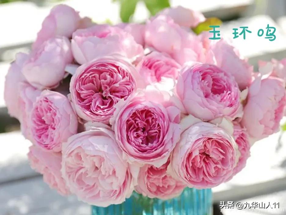 天狼无刺多头月季品种有哪些,天狼十大藤本月季排名