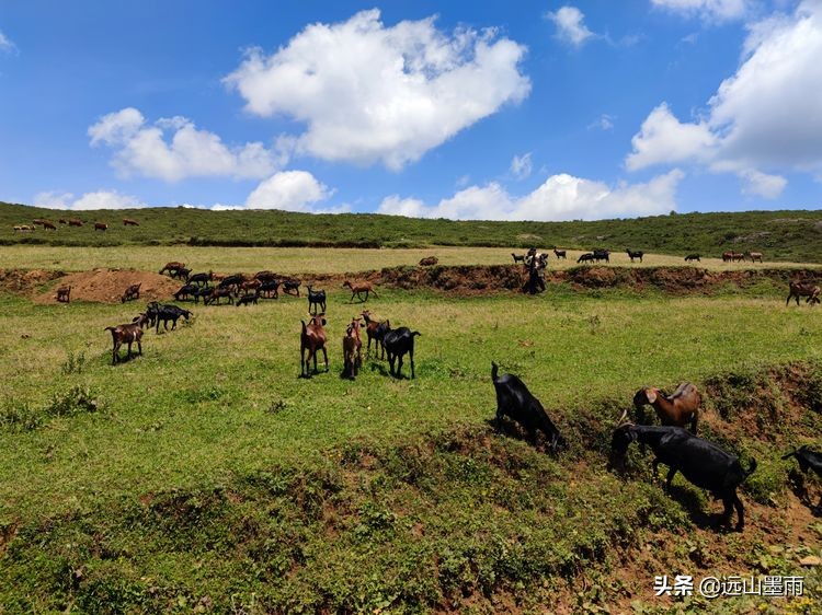 蓝天白云绿草间,蓝天白云草原绿草茵茵风景秀丽