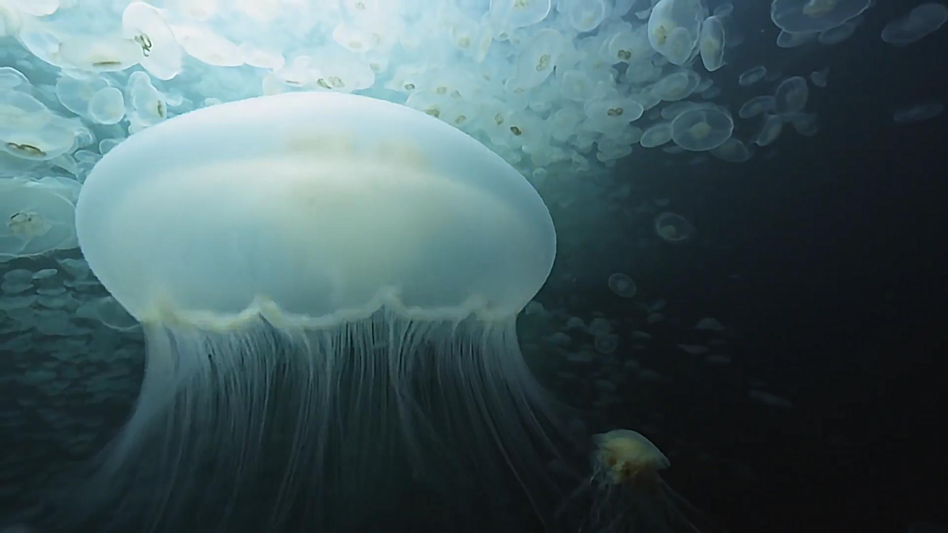 水母无法在冬天存活,水母不动了还能活吗