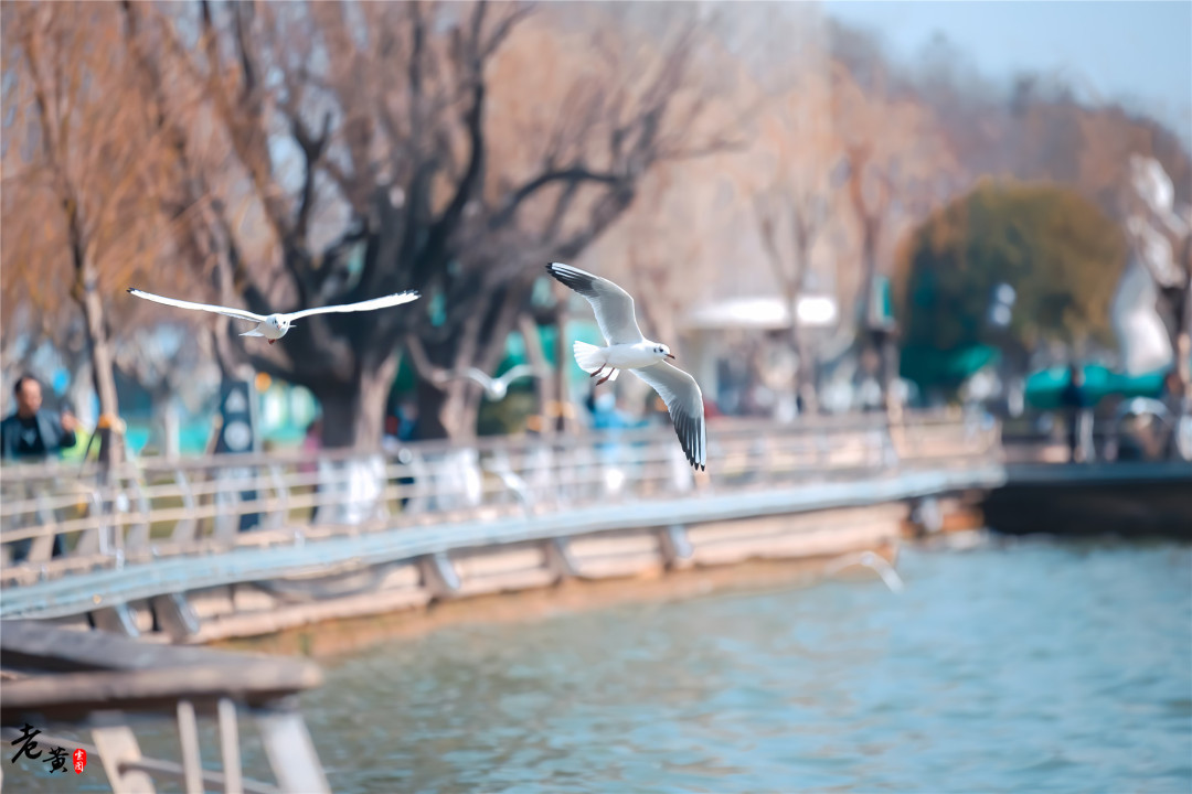 昆明滇池边海鸥图片,冬季来昆明海埂大坝看海鸥太美了