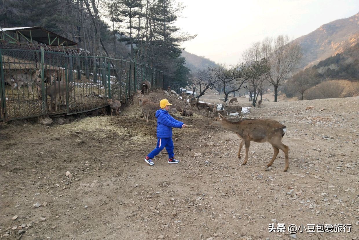 八达岭北京野生动物园推荐,两个人花100块钱能在北京玩多少