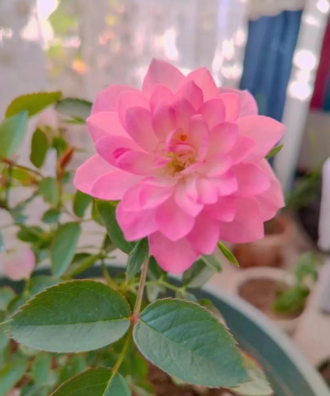 夏花开得最标准的月季花品种,月季色彩艳丽千姿百态