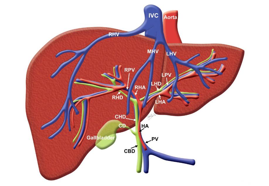 眼花怎么养肝,眼花模糊吃什么补肝明目