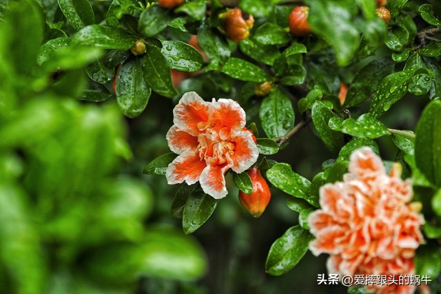 石榴花壁纸生如夏花,石榴花盛开的夏天