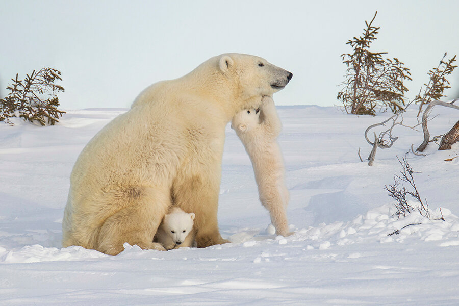 一组耐人寻味的动物图片引人深思,让人很惊艳的动物照片