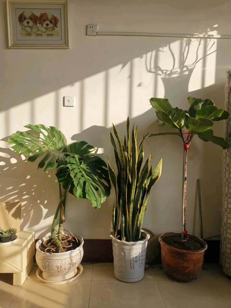 100种花能养在阳台上，50种开花的，40种绿植，10种蔬果