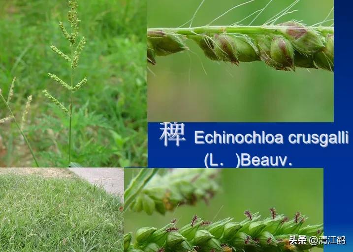 怎样解决除草剂对树的危害,十大恶性杂草除草方案