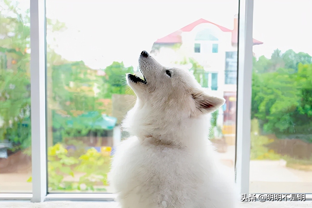 狗为什么会嚎叫,狗嚎叫怎么纠正