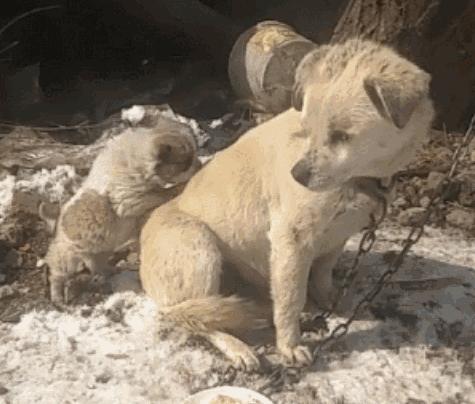 新手养狗选择哪种狗便宜又好,养狗新手推荐什么狗大型便宜好养