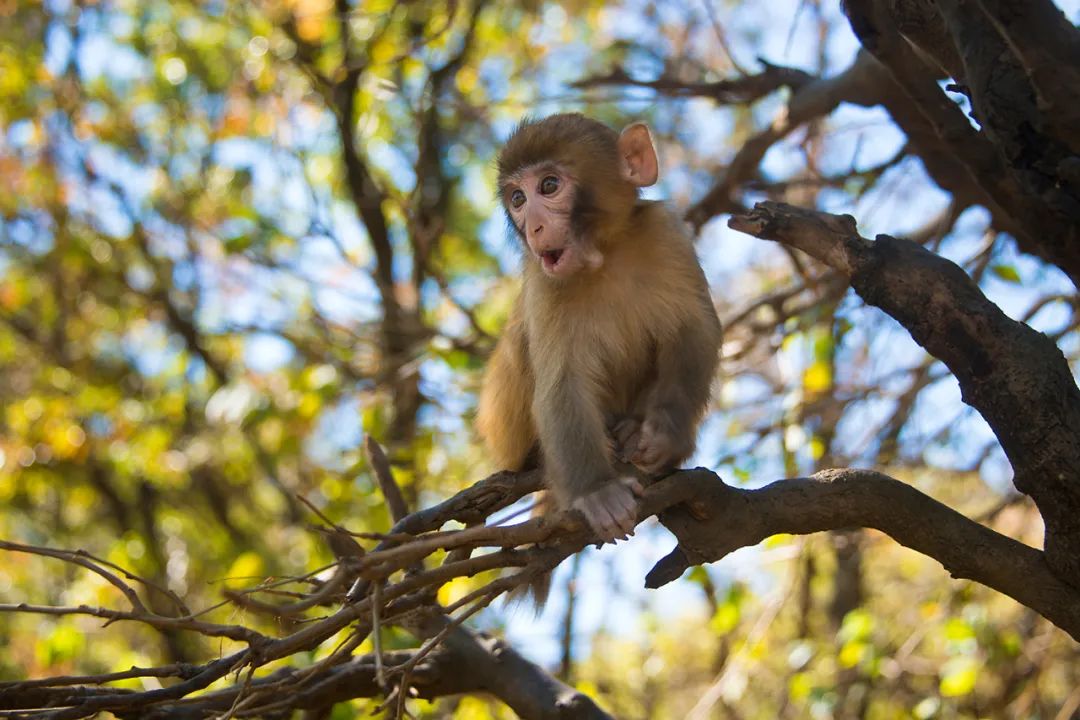 暑假信阳免费景区推荐,信阳新县自驾游免费景区攻略