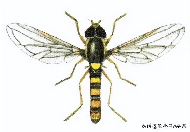 病虫害防治之昆虫外部形态小结,农作物常见害虫防治