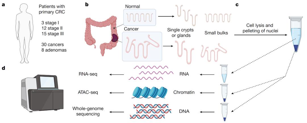 背靠背nature|空间多组学解析肿瘤演化