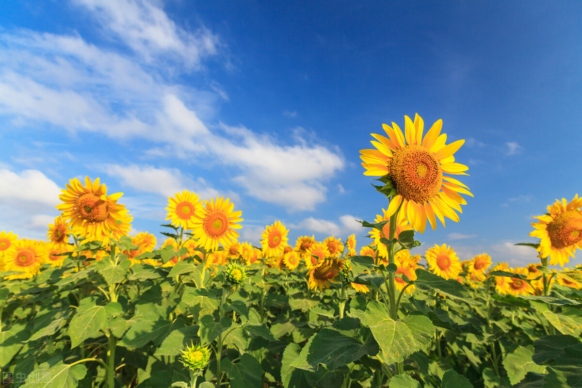 清都的原创诗词，4年作品合集，用文字记录生活