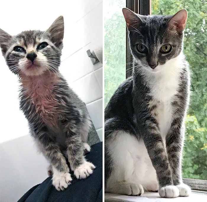 流浪猫被收养的前后对比,流浪猫被收养前后对比照暖心
