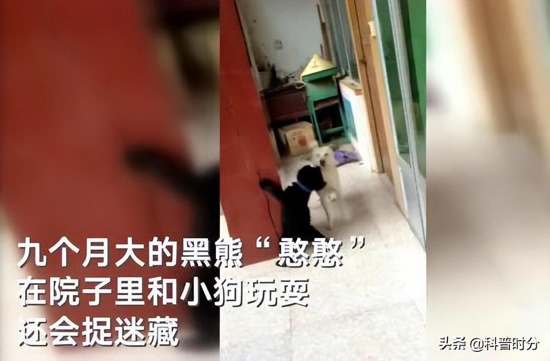 小黄毛捡到一只小狗,15年前村民捡到一只小狗