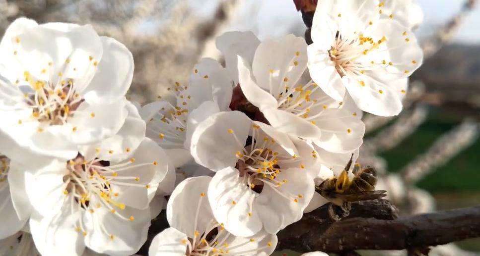 郑州踏青赏花全攻略,郑州最适合踏青赏花的地方