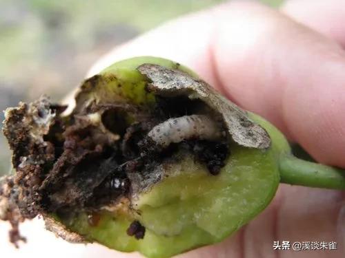 苏云金杆菌杀虫剂对蜜蜂有害吗,苏云金芽孢杆菌对蜜蜂有害吗