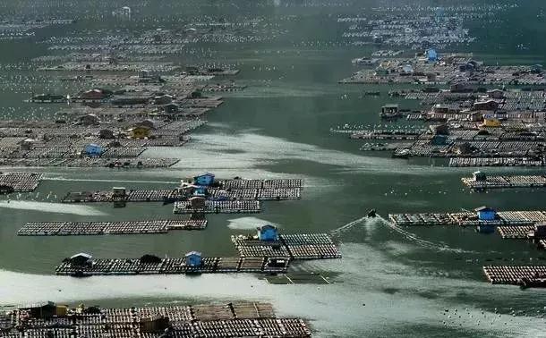 在农村搞养殖哪种可靠又赚钱,农村搞什么养殖不愁销路能赚钱