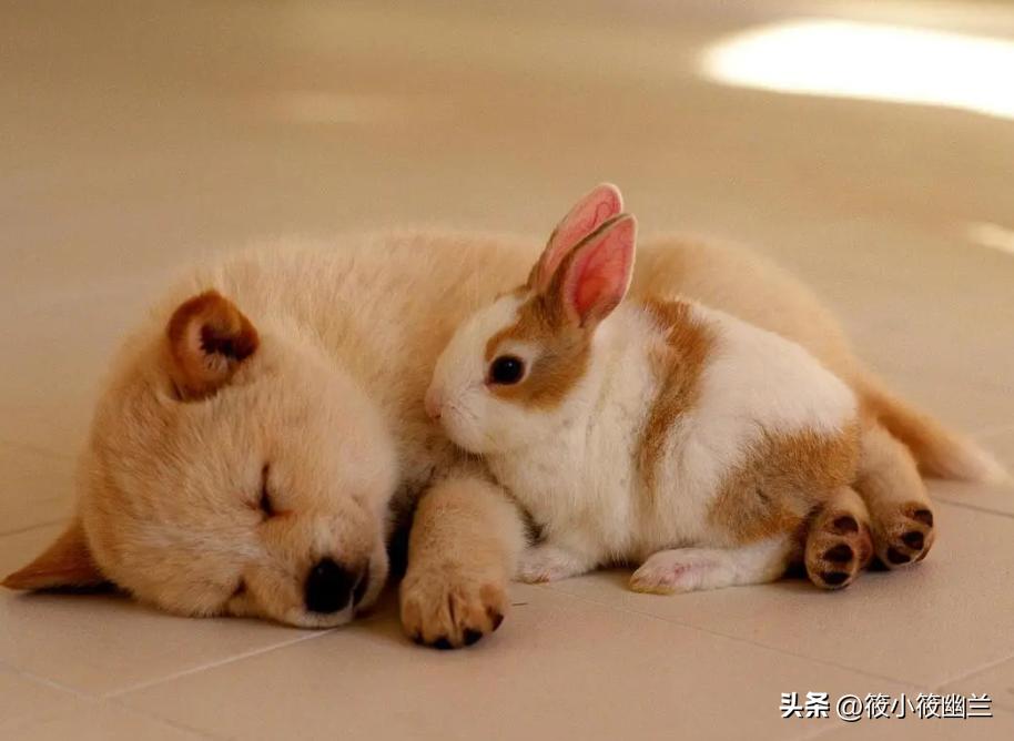 狗狗还小需要户外活动,狗狗还小怎么训练不咬人