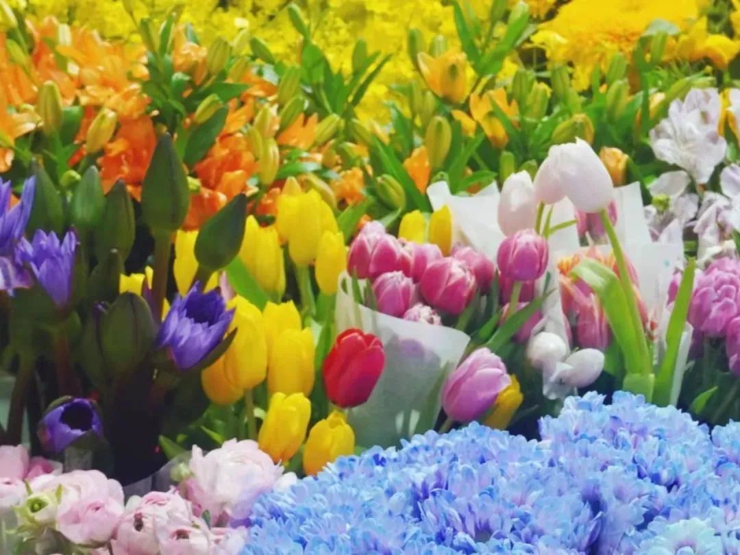 雨雪天气,来济南这些宝藏花市再合适不过了!快去把春天的浪漫抱回家吧!