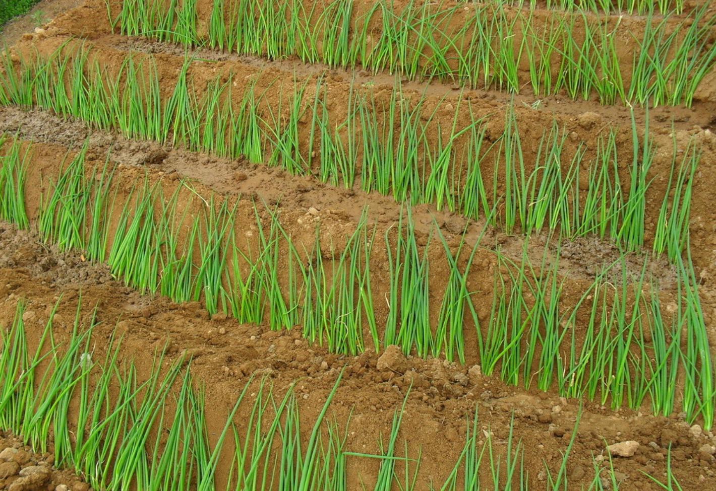 大葱育苗一亩需要多少大葱种,大葱的育苗方法和时间