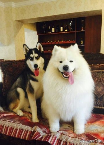 萨摩耶和哈士奇在一起会怎么样,萨摩耶跟哈士奇对比