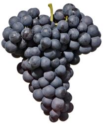 小众之美|AltoAdigeDOC上阿迪杰