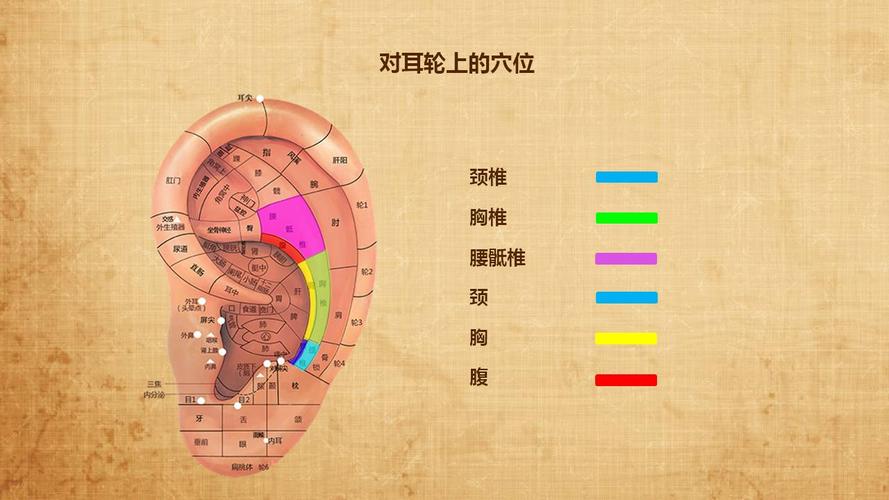 耳穴全息疗法教学课堂完整版,耳穴全息疗法培训