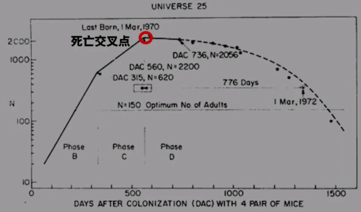 美国白鼠的繁衍,美国白鼠能繁衍多少只