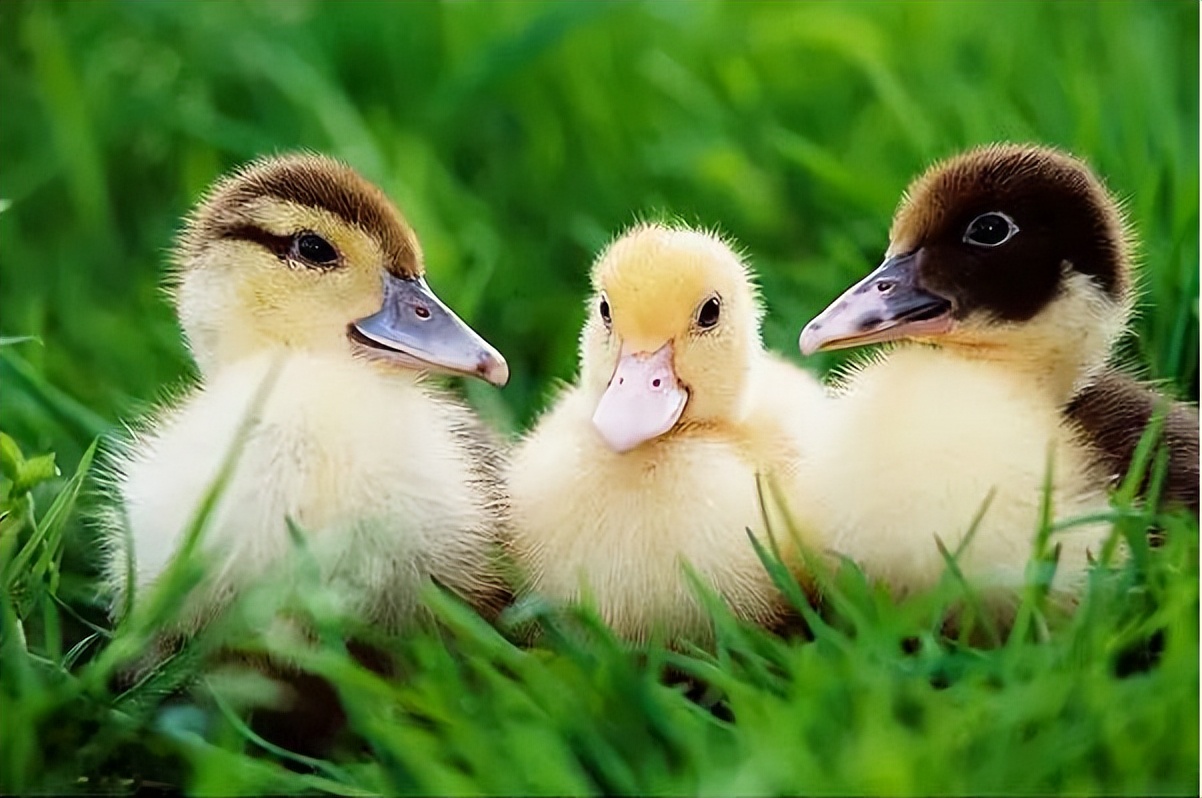 鸭子拉白粪是怎么引起的,鸭拉白稀屎怎么办