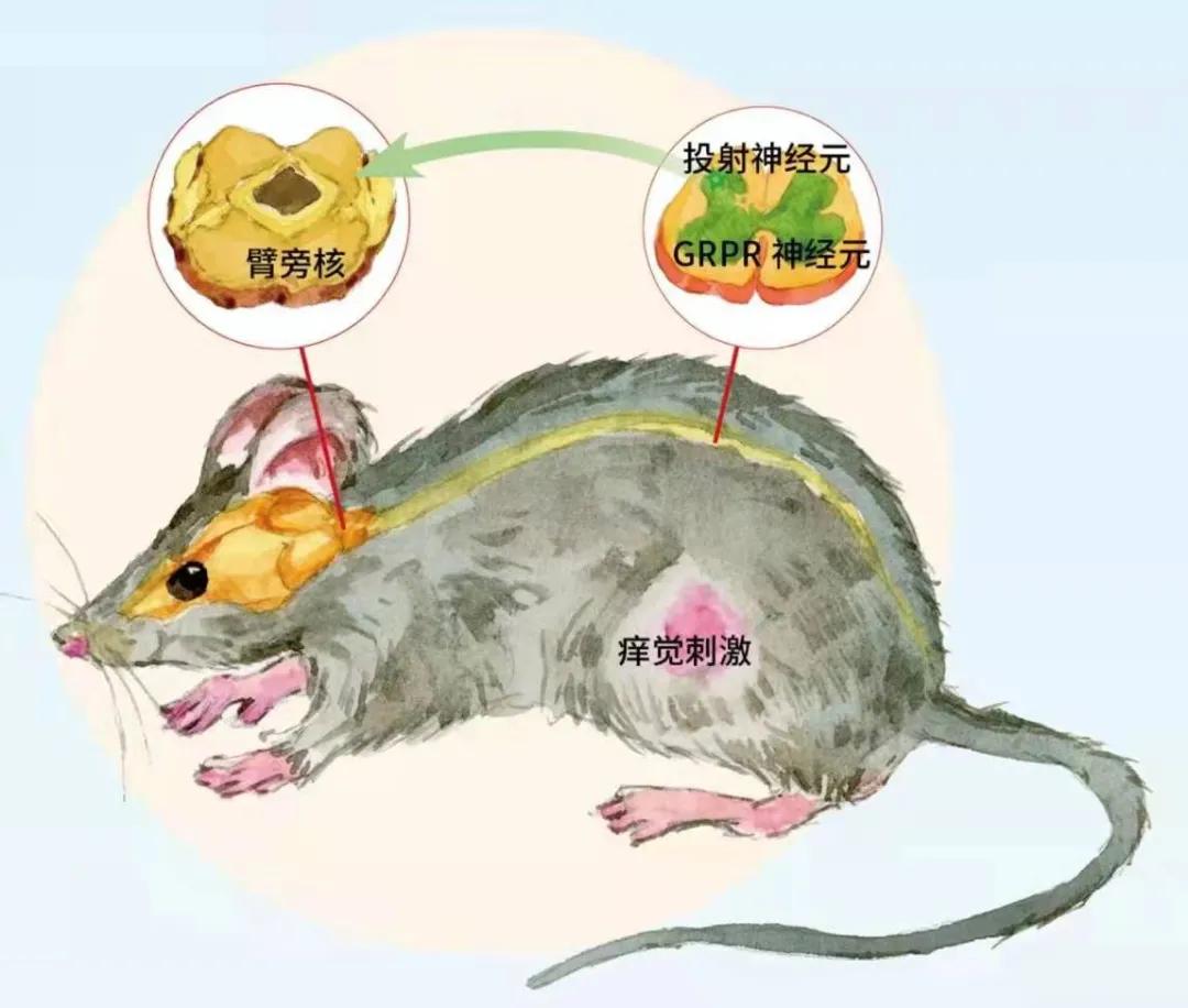 痒痒肉是什么东西,痒痒肉是啥