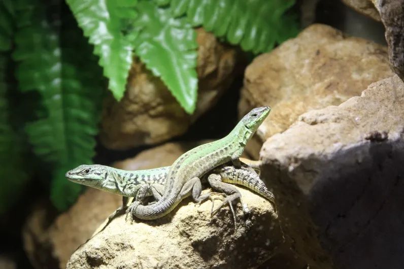 「原来欧洲有这么多种蛇？！」偷师卡塞尔的豢龙大师·下