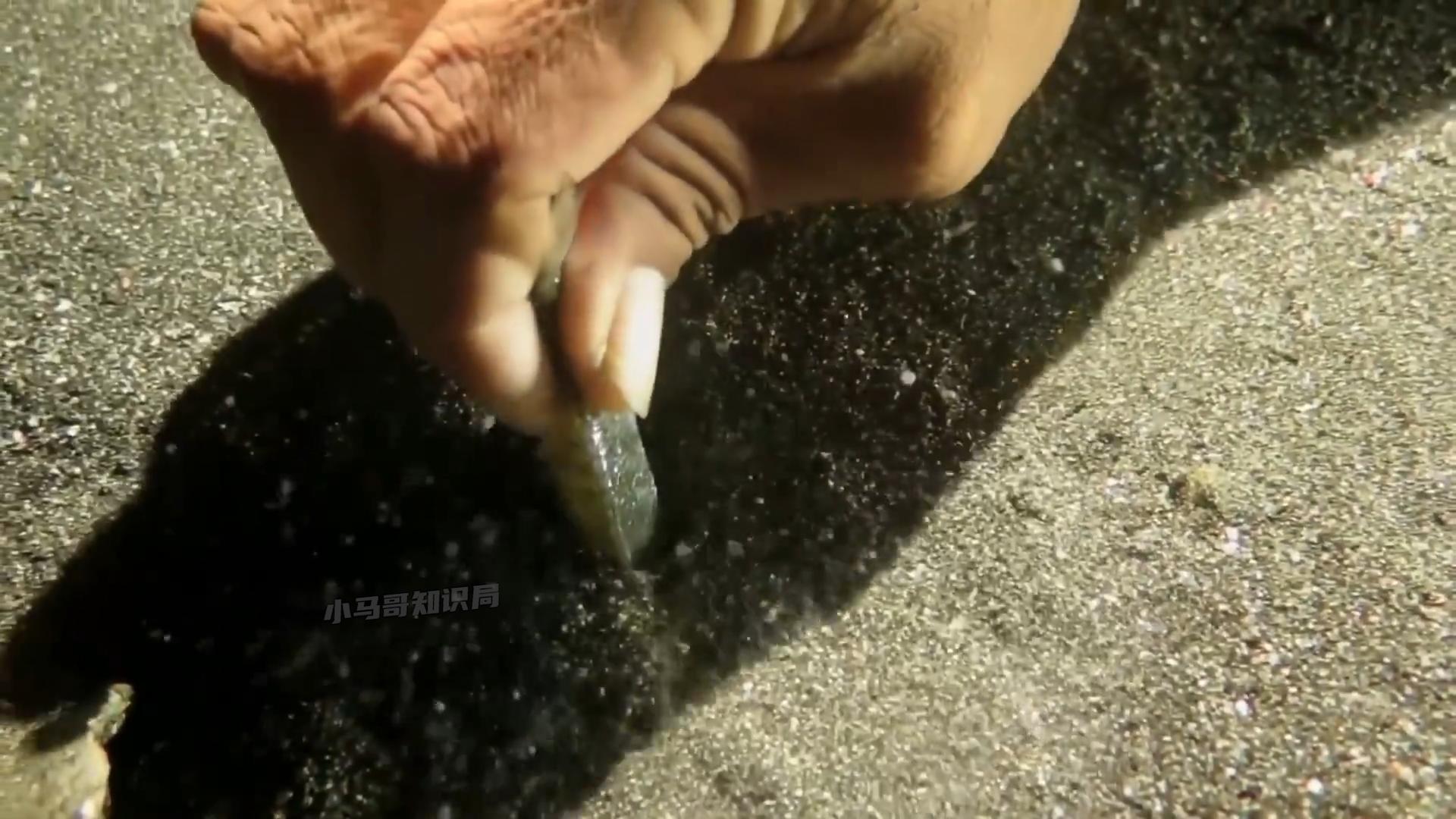 博比特虫遭遇人类袭击,巨型博比特虫