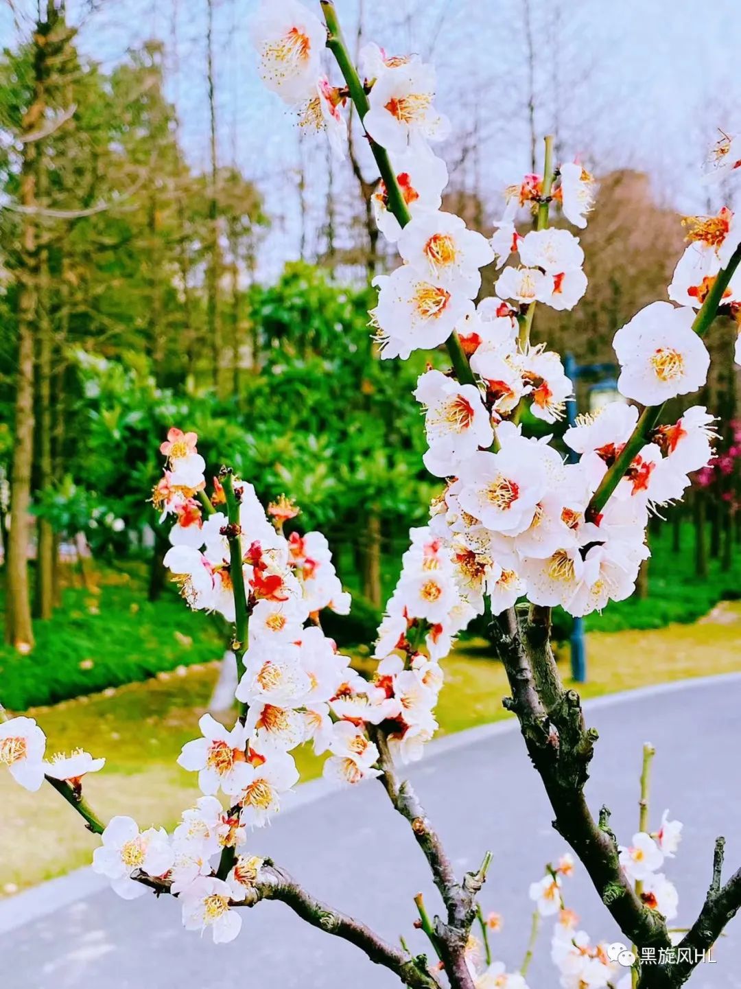 上海莘庄赏梅,新年莘庄梅园赏梅