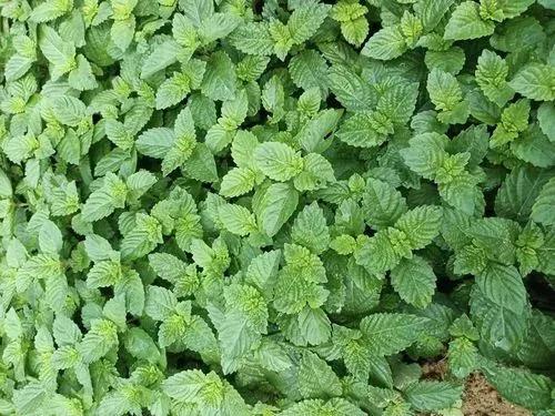 薄荷相似的植物是什么,跟薄荷相似的紫色植物图片