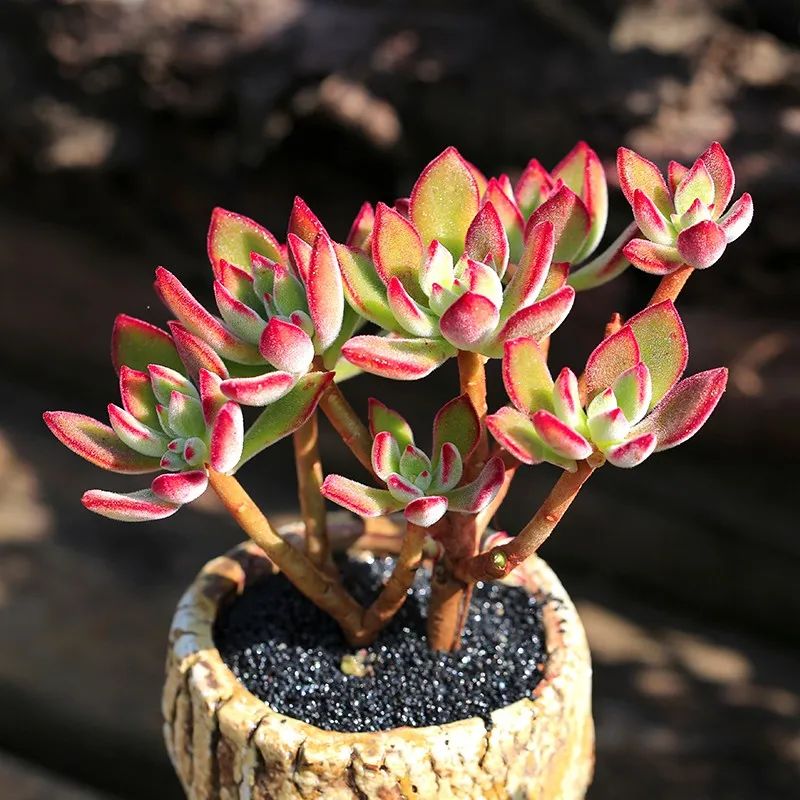 养花新手想自己养出多肉老桩?选这3种就对了