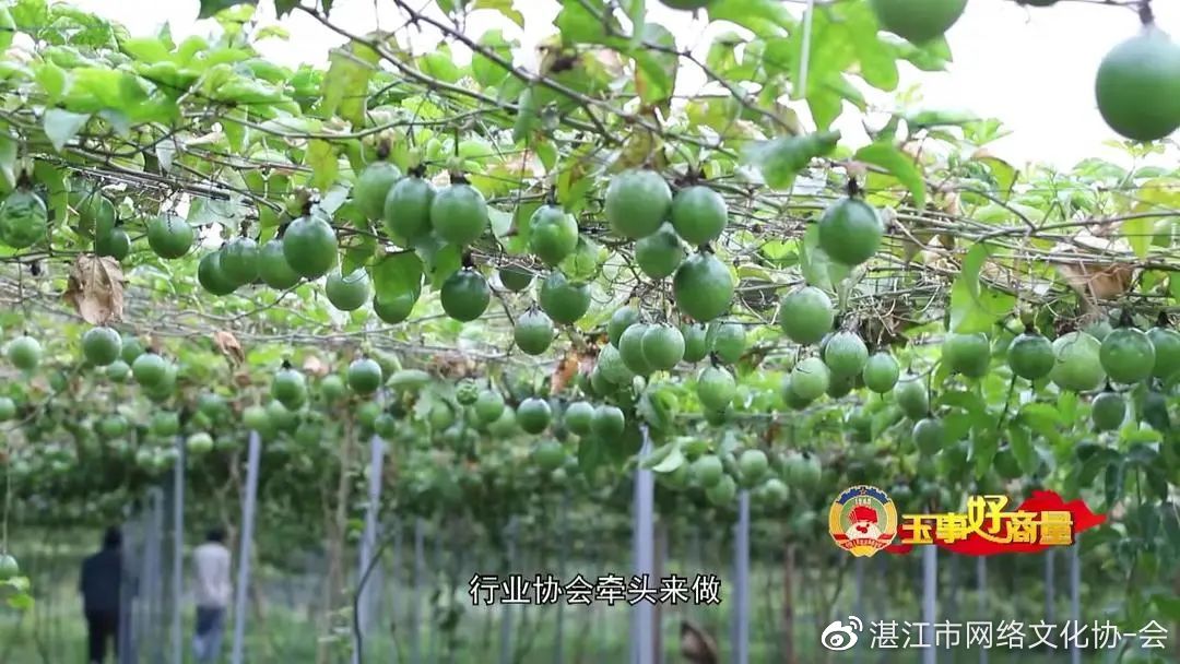 农产品搭上电商快车道,玉事好商量第6期