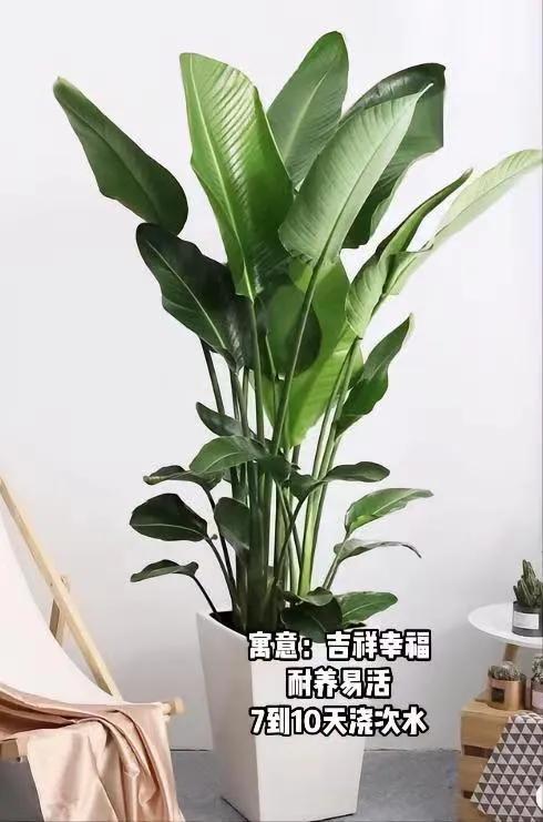 客厅适合摆放的十大植物花卉,客厅适合摆放的植物有哪些品种