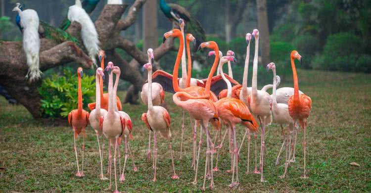 广州长隆熊猫酒店蝴蝶谷,广州长隆熊猫主题酒店五一