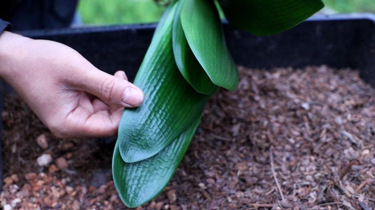 君子兰催花期可以用花多多12号吗,君子兰催花用什么最好养
