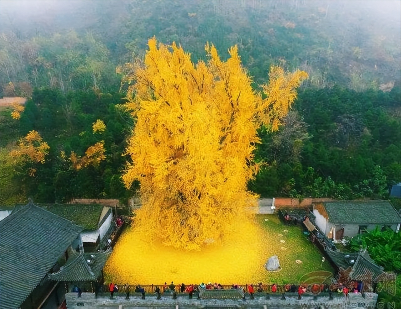 一棵树就是一个景点,一棵树的春夏秋冬绝美风景