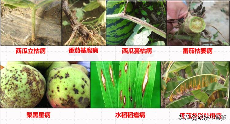一招教你辨别真菌性病害,作物细菌真菌病毒轻松辨别