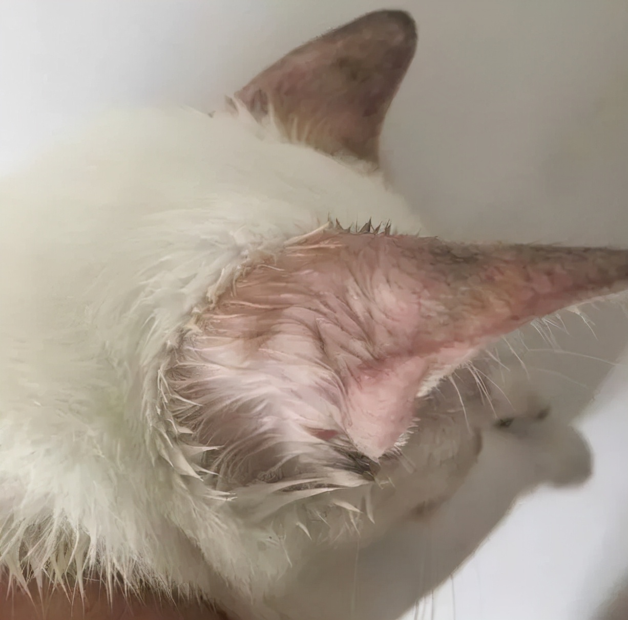 猫咪去宠物店洗完澡过敏,猫咪去宠物店洗澡引起应激反应