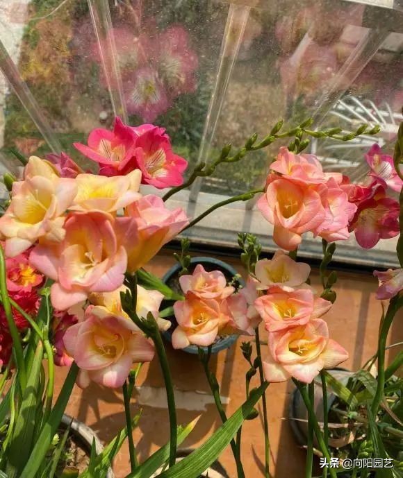 室内好养的香花,适合室内养的有香味的花四季