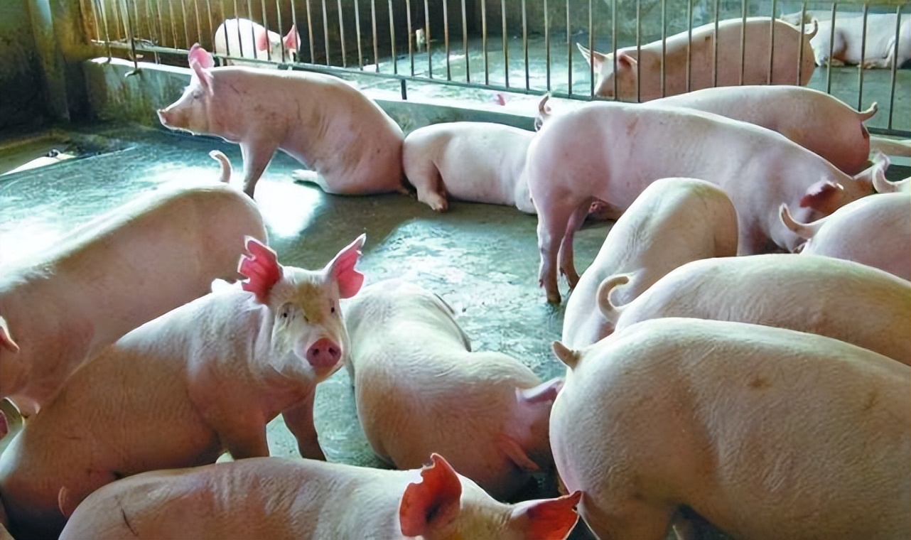 猪发烧42度不吃食一招解决方法,最近猪发烧不吃食怎么治疗