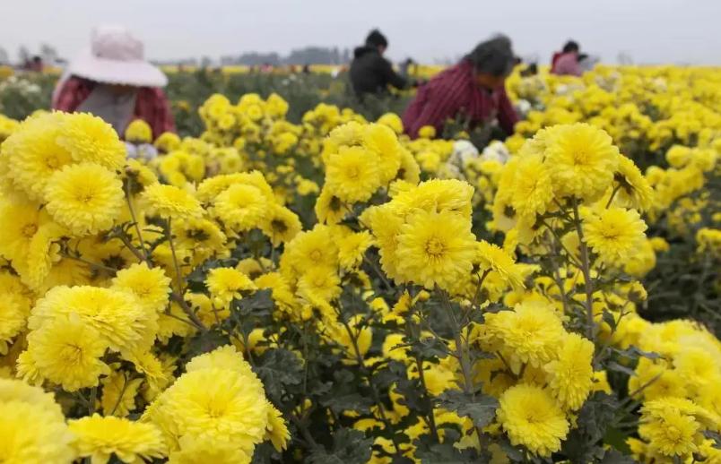 菊花茶和什么搭配好喝,什么菊花茶比较香好喝又健康